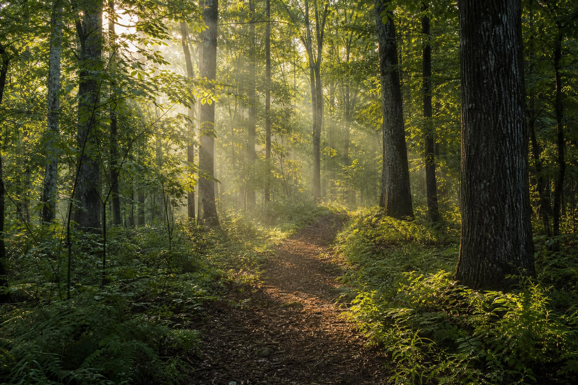A shaded walking trail through mature hardwoods along a Highgate pond